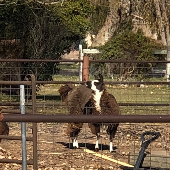 Meet your Posher, Lanece - Picture 1 of 1